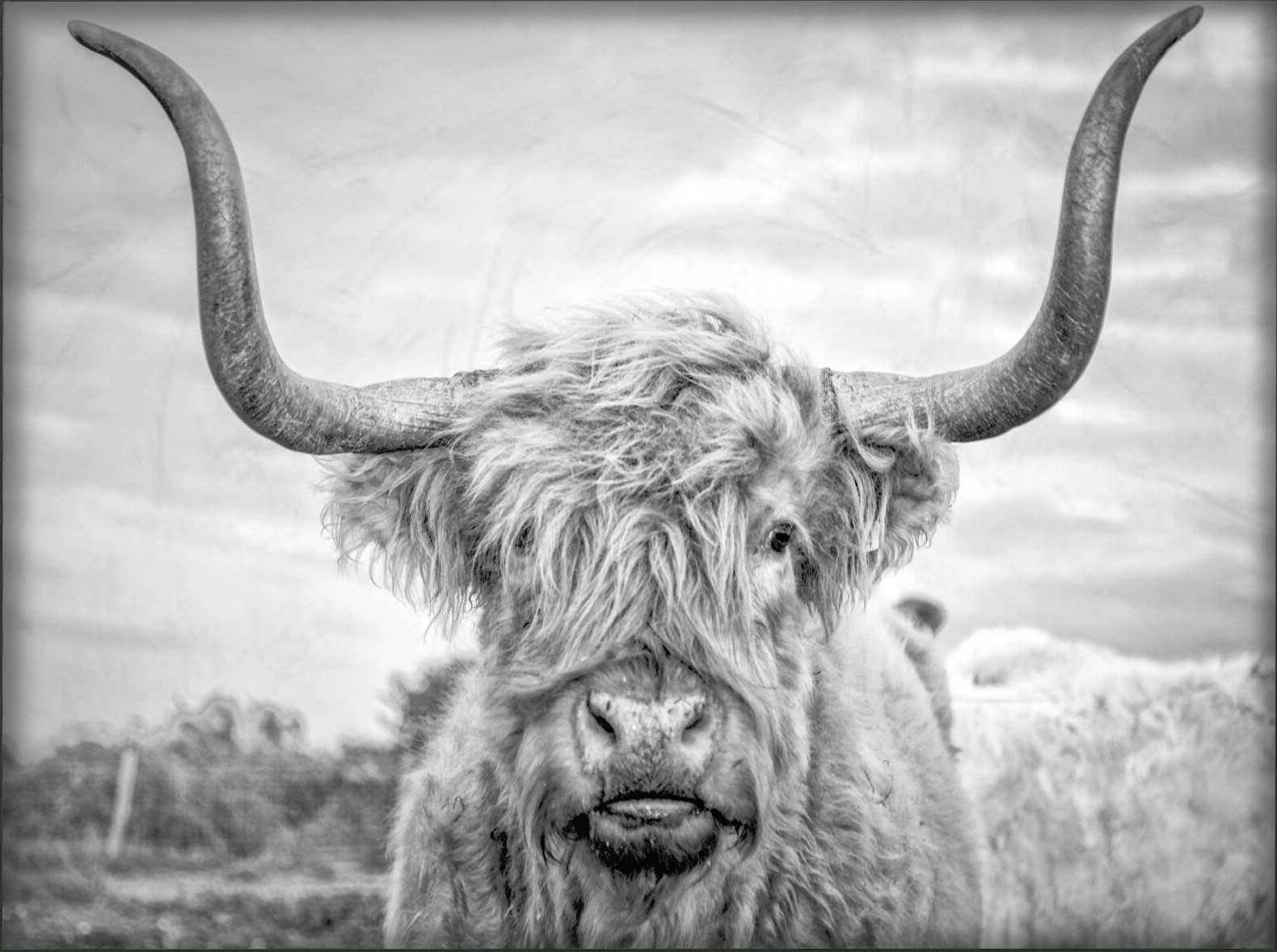 Highland+Cow+-+Photograph+Print+on+Canvas